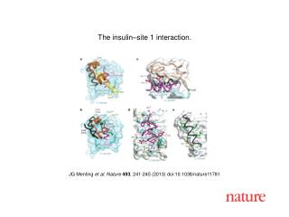 JG Menting et al. Nature 493 , 241-245 (2013) doi:10.1038/nature11781