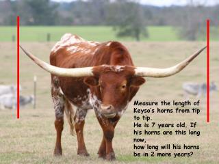 Measure the length of Keyso’s horns from tip to tip.
