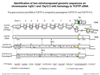 TCPTP Gene ( PTPN2)