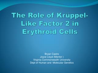 The Role of Krüppel-Like Factor 2 in Erythroid Cells