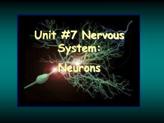 Unit #7 Nervous System: Neurons
