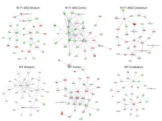 N171-82Q Cortex: