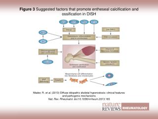 Figure 3 Suggested factors that promote entheseal calcification and ossification in DISH