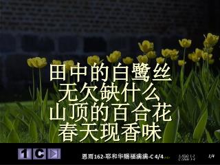 田中的白鹭丝 无欠缺什么 山顶的百合花 春天现香味