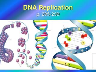 DNA Replication p. 295-299