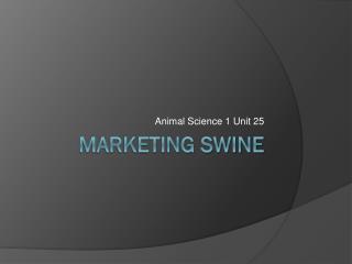 Marketing Swine