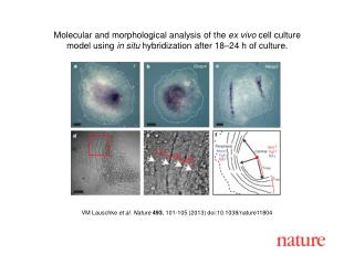 VM Lauschke et al. Nature 493 , 101-105 (2013) doi:10.1038/nature11804