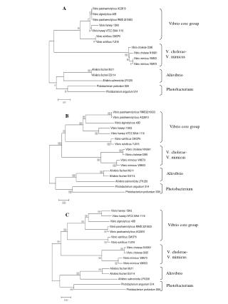 Vibrio core group