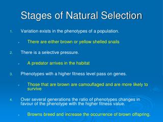 Stages of Natural Selection
