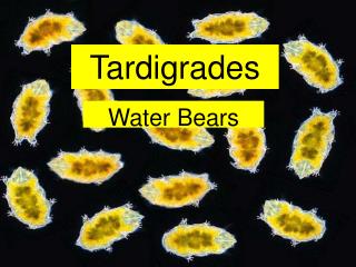 Tardigrades