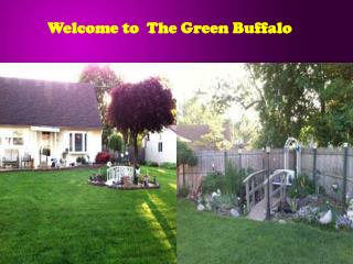 Welcome to  The Green Buffalo