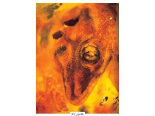 f01_pg486