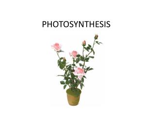 PHOTOSYNTHESIS