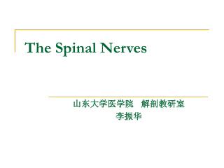 The Spinal Nerves