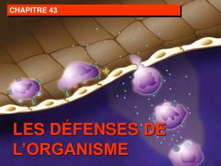 CHAPITRE 43