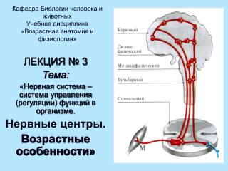 Кафедра Биологии человека и животных Учебная дисциплина «Возрастная анатомия и физиология»