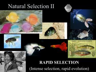 Natural Selection II