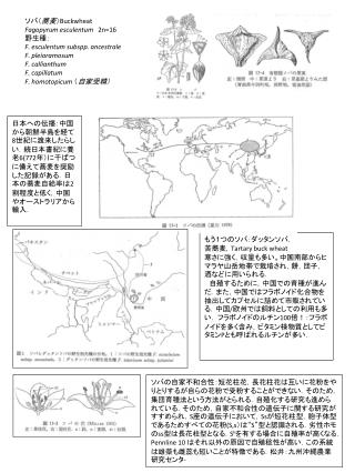 ソバ（ 蕎麦 ） Buckwheat Fagopyrum esculentum 2n=16 野生種： F. esculentum subspp . ancestrale