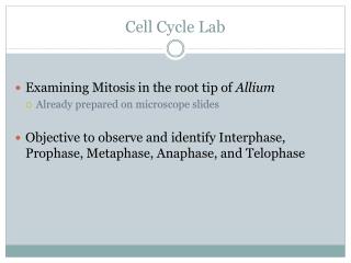 Cell Cycle Lab