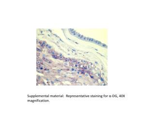 Supplemental material: Representative staining for α-DG, 40X magnification.