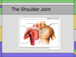 The Shoulder Joint