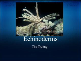 Echinoderms