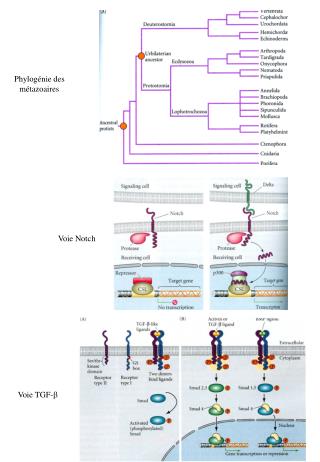 Phylogénie des métazoaires