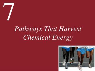 Pathways That Harvest Chemical Energy