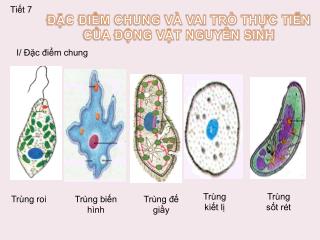 ĐẶC ĐIỂM CHUNG VÀ VAI TRÒ THỰC TIỄN CỦA ĐỘNG VẬT NGUYÊN SINH