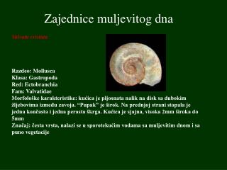Zajednice muljevitog dna