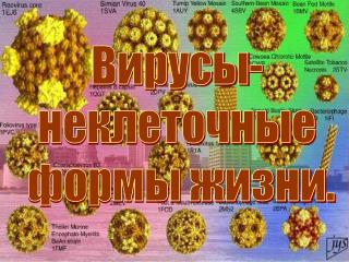 Вирусы- неклеточные формы жизни.