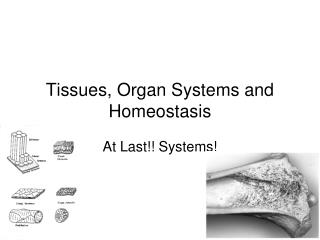 Tissues, Organ Systems and Homeostasis