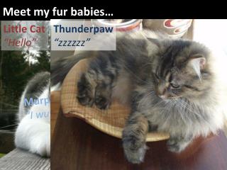 Meet my fur babies…