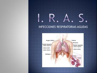 i. r. a. s.