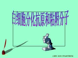 白细胞分化抗原和粘附分子