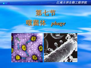 第七节 噬菌体 phage