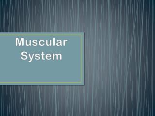 Muscular System