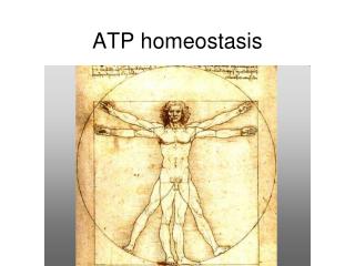 ATP homeostasis