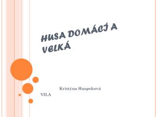 HUSA DOMÁCÍ A VELKÁ