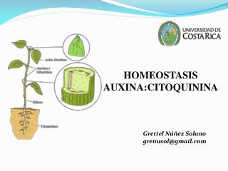 HOMEOSTASIS AUXINA:CITOQUININA