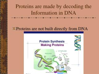 Proteins are made by decoding the Information in DNA