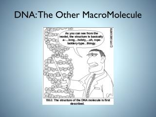 DNA: The Other MacroMolecule