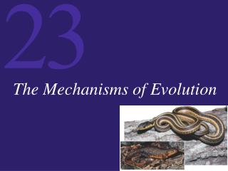 The Mechanisms of Evolution