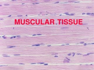 MUSCULAR TISSUE