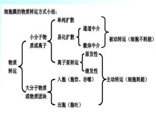 第二节 细胞的信号转导