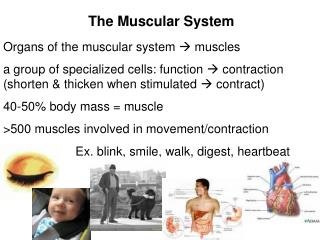 The Muscular System