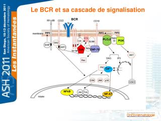 Le BCR et sa cascade de signalisation