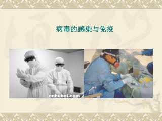 病毒的感染与免疫