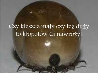 Czy kleszcz mały czy też duży to kłopotów Ci nawróży!