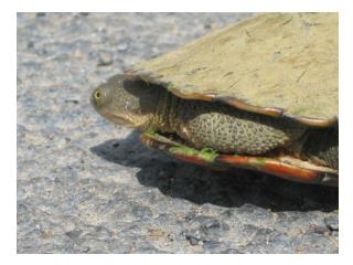 aquaticlife.angfaqld.au/Turtles.htm